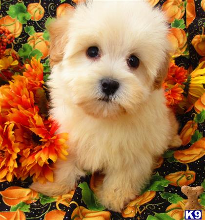 Puppykisses Picture 2